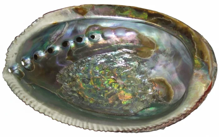 5-6″ Mexico Abalone Shell