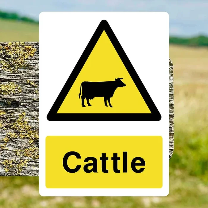 Cattle Warning Sign