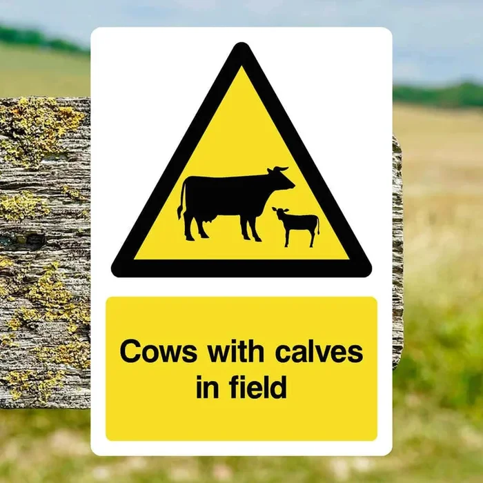 Cows With Calves Sign