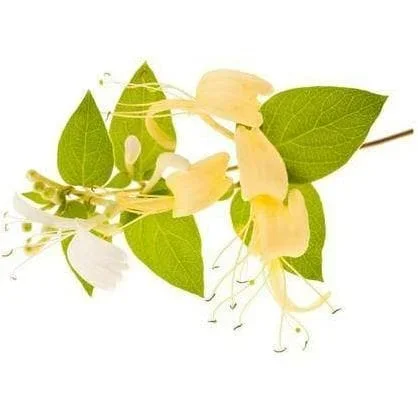 Honeysuckle E-Liquid