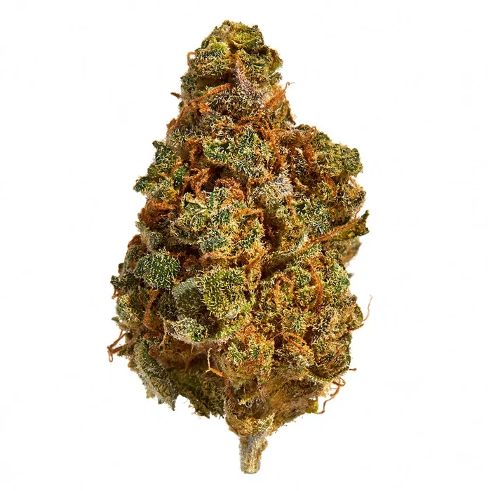 Royal High Mazar Great White Shark